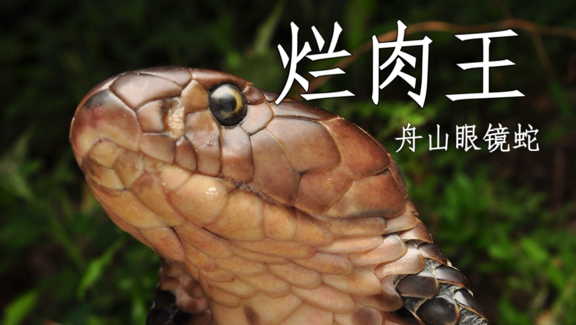 舟山眼镜专题封面