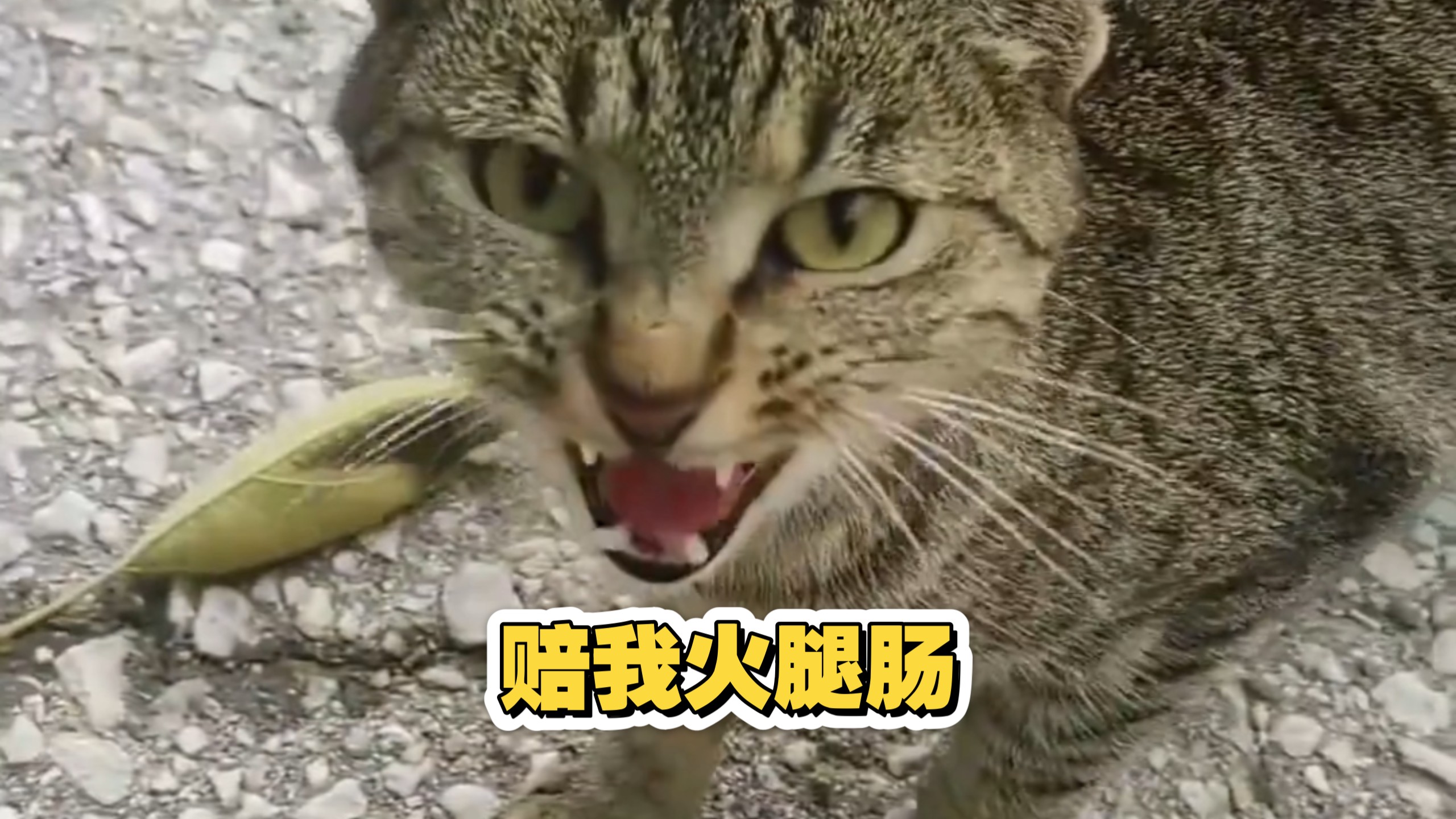 让我赔了专题封面