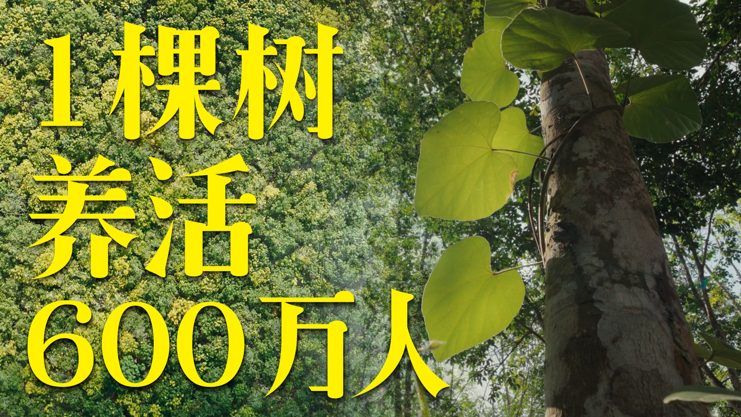 去了泰国专题封面