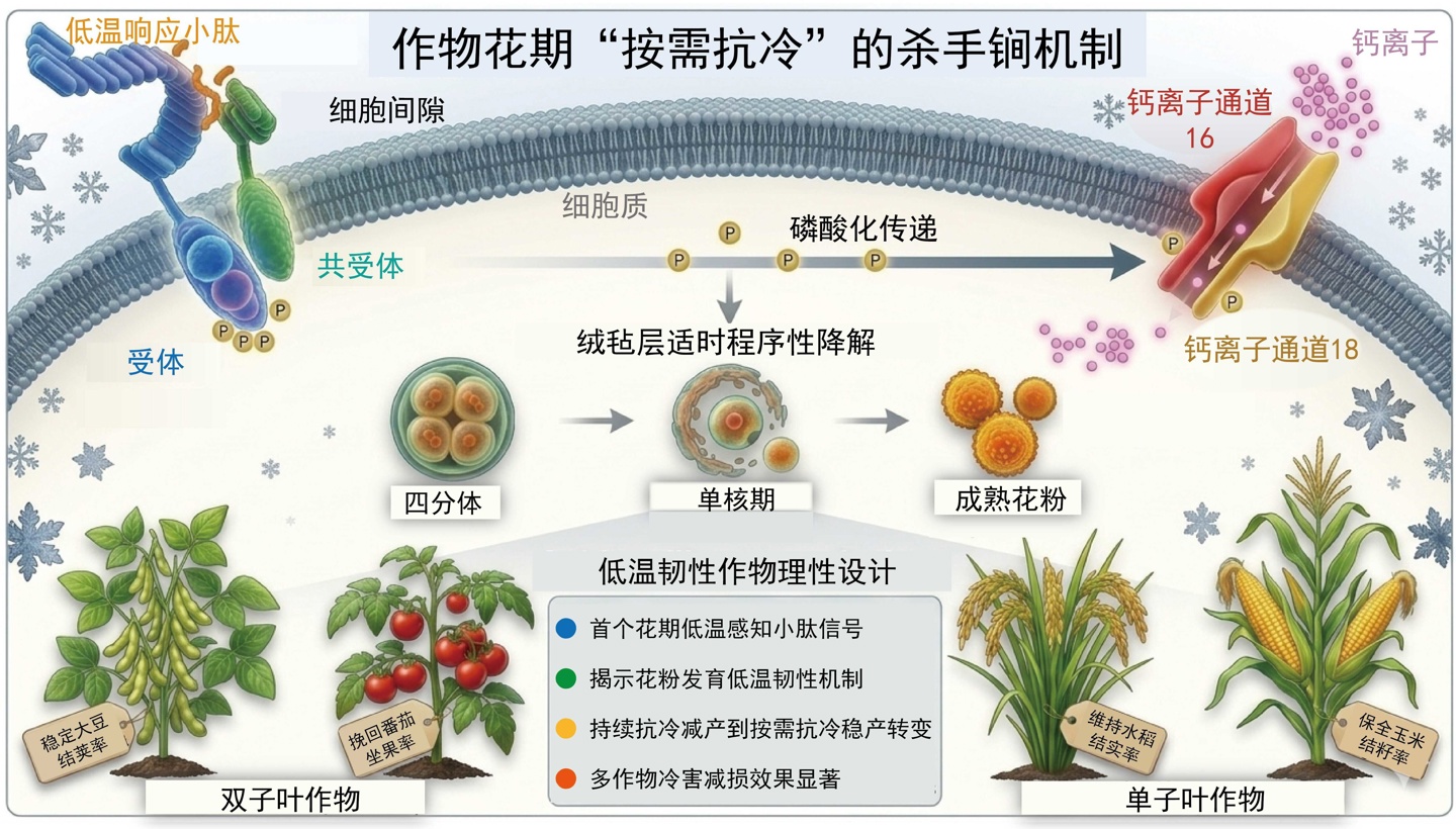 我国科学家攻克作物花期冷害难题，可挽回超 50% 低温减产损失网友怎么看
