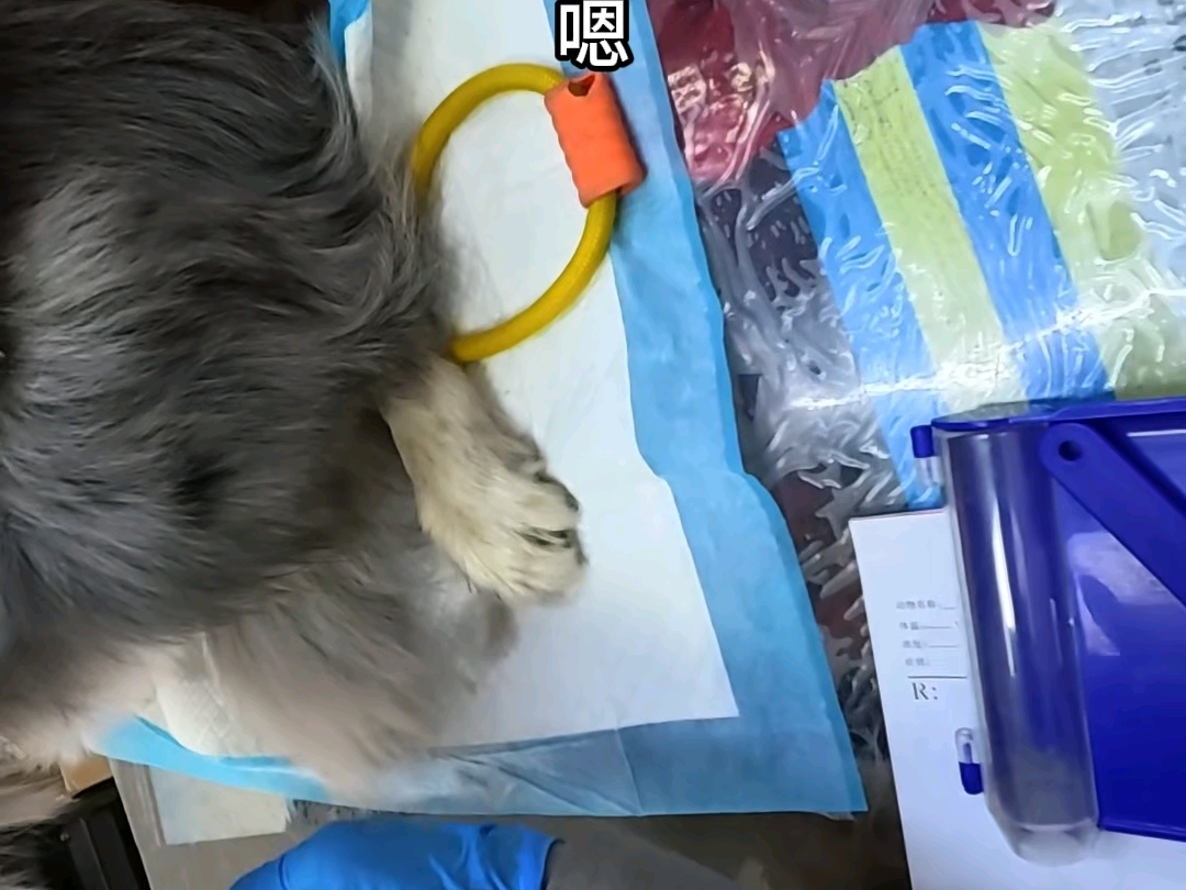 乡村兽医修猫修狗的一天