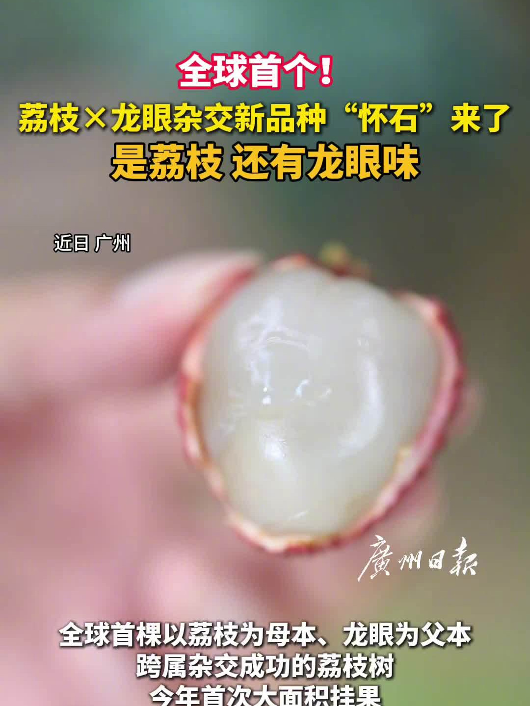 的荔枝树专题封面