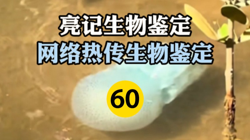网络热传生物鉴定 第60期事件始末