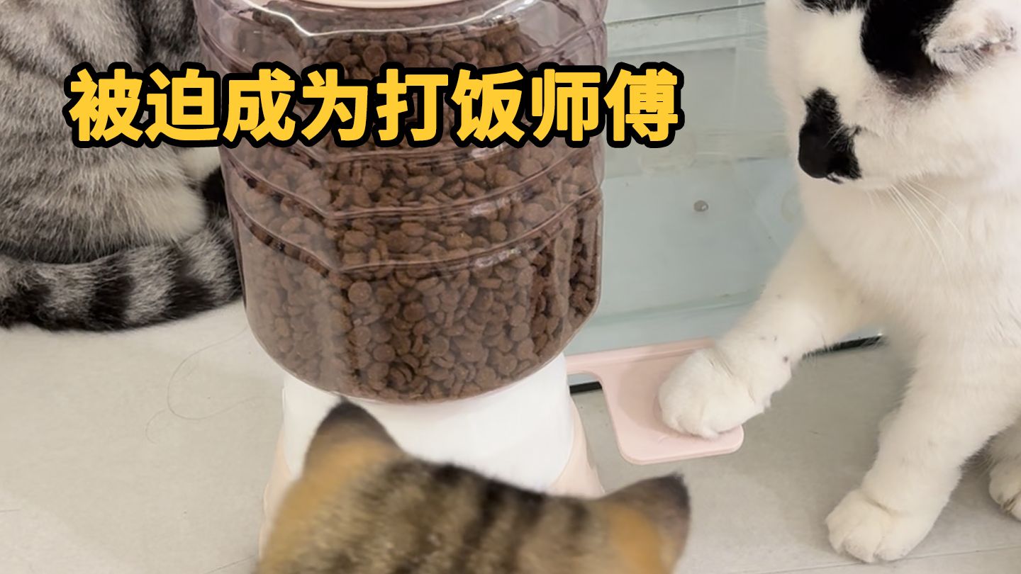 聪明的猫专题封面